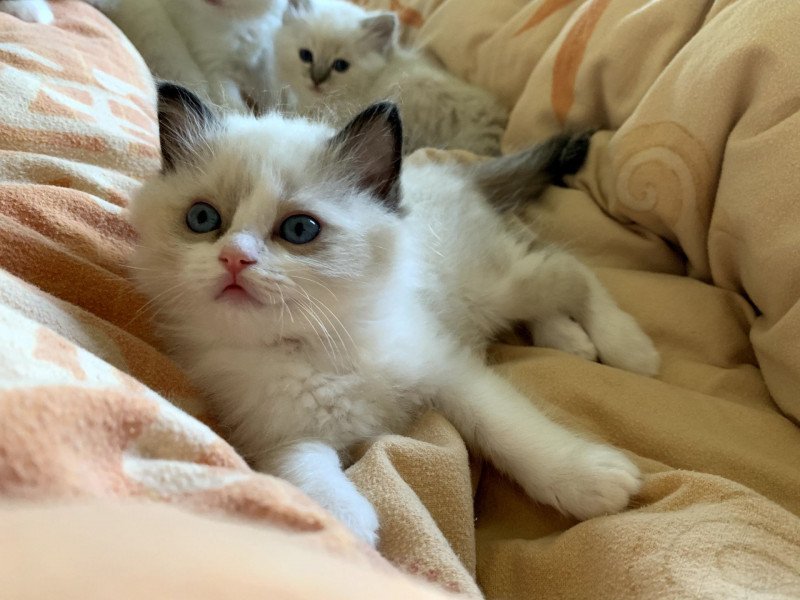 Trycoline’s Fergy Izzy Femelle Ragdoll Trycoline’s Fergy Izzy Femelle Ragdoll