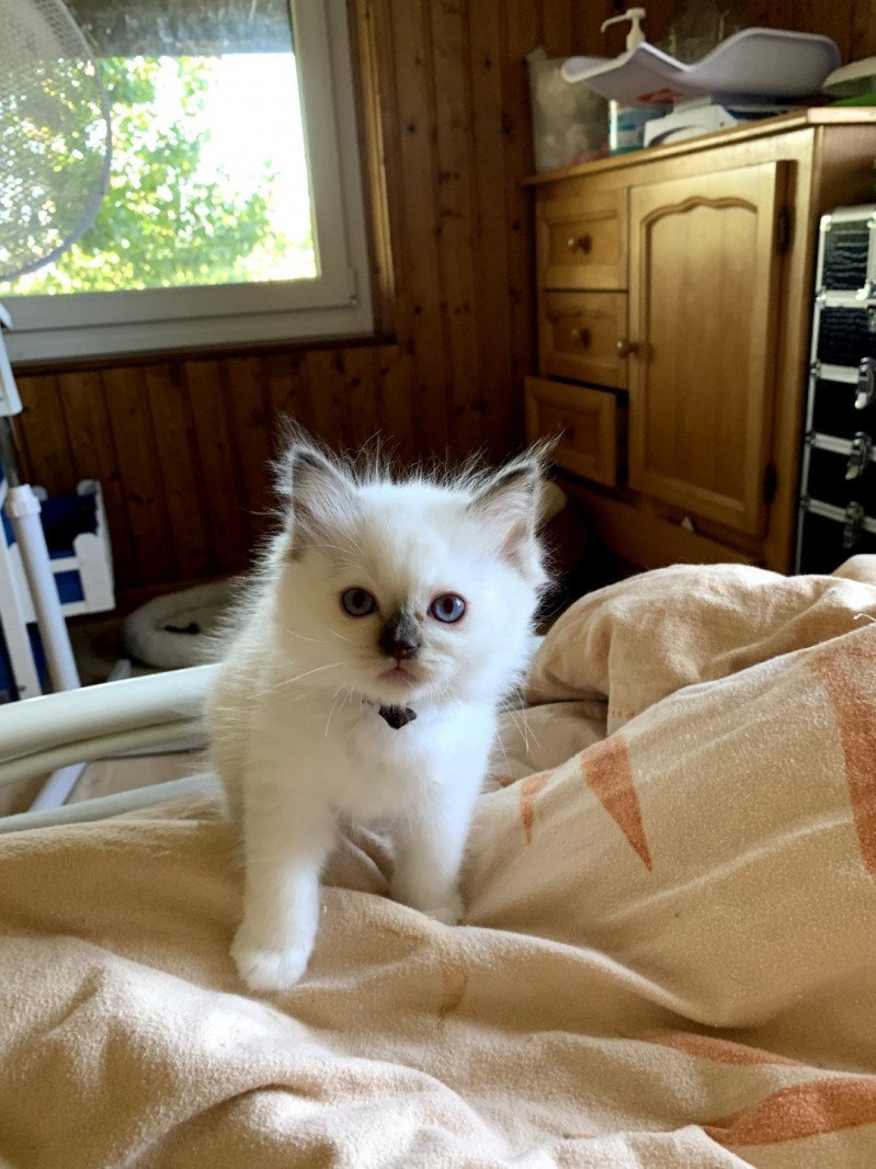 Trycoline’s Fidjy Magnus Mâle Ragdoll Trycoline’s Fidjy Magnus Mâle Ragdoll