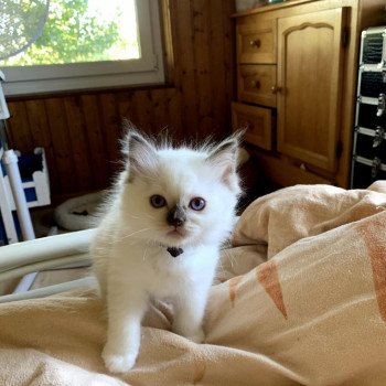 chaton d'apparence Ragdoll Fidjy Magnus Trycoline’s