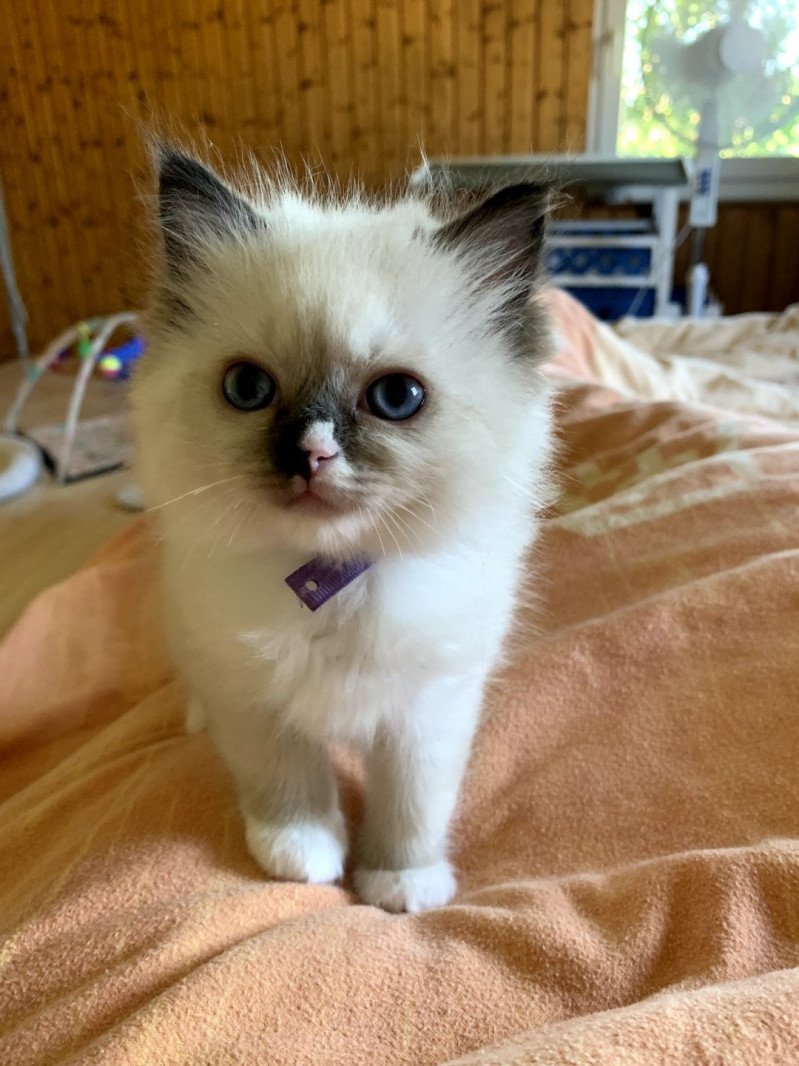 Trycoline’s Foly Maya Femelle Ragdoll