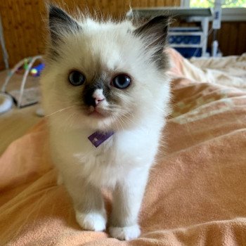 chaton d'apparence Ragdoll Foly Maya Trycoline’s