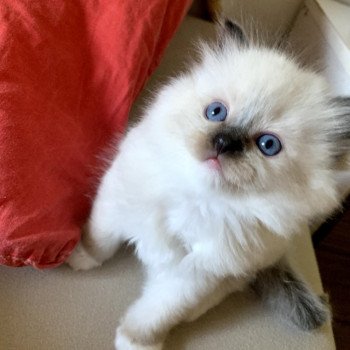 chaton d'apparence Ragdoll Fray Clary Trycoline’s