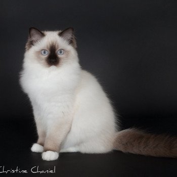 chaton Ragdoll seal point mitted Fray Clary Trycoline’s