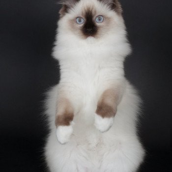 chaton Ragdoll seal point mitted Fray Clary Trycoline’s chaton Ragdoll seal point mitted Fray Clary Trycoline’s
