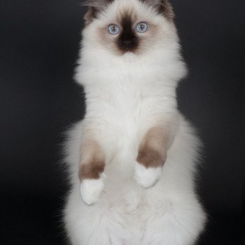 chaton Ragdoll seal point mitted Fray Clary Trycoline’s