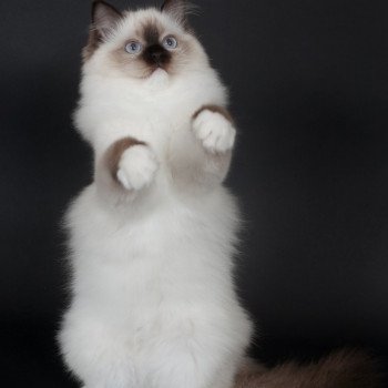 chaton Ragdoll seal point mitted Fray Clary Trycoline’s chaton Ragdoll seal point mitted Fray Clary Trycoline’s