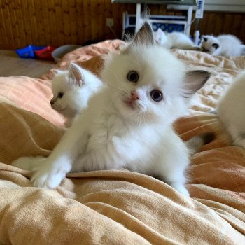 chaton d'apparence Ragdoll Funky Alec Trycoline’s chaton d'apparence Ragdoll Funky Alec Trycoline’s