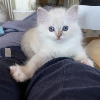 chaton d'apparence Ragdoll Paige Angely Trycoline’s