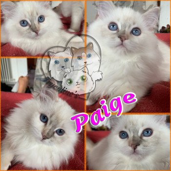 chaton Ragdoll Paige Angely Trycoline’s