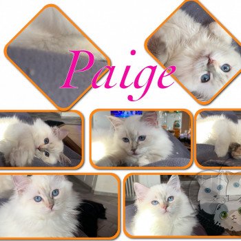 chaton Ragdoll Paige Angely Trycoline’s