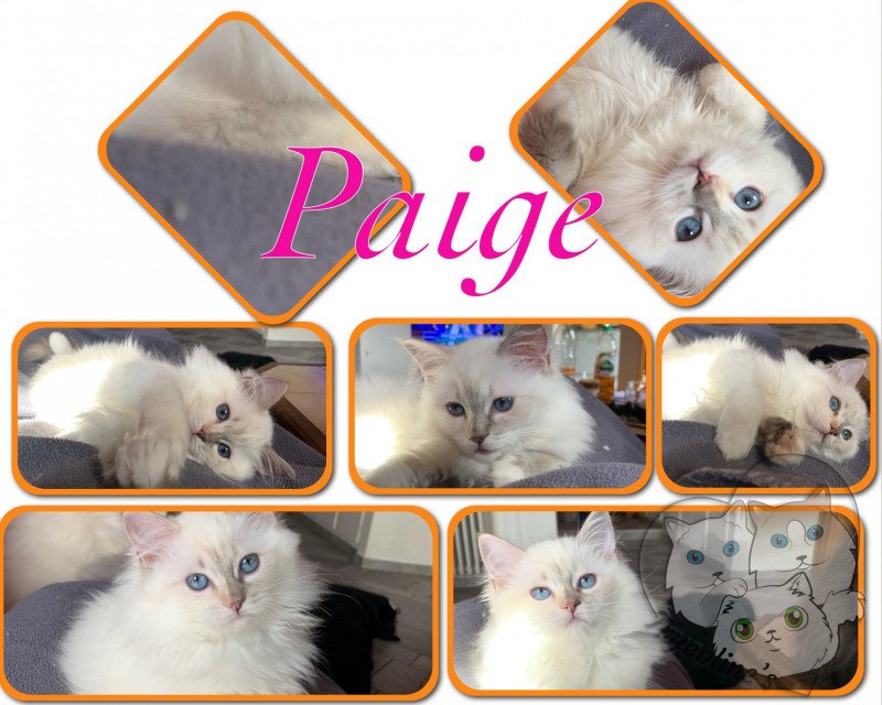 Trycoline’s Paige Angely Femelle Ragdoll