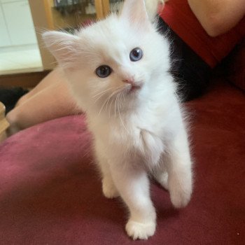 chaton d'apparence Ragdoll Pandy Cole Trycoline’s chaton d'apparence Ragdoll Pandy Cole Trycoline’s