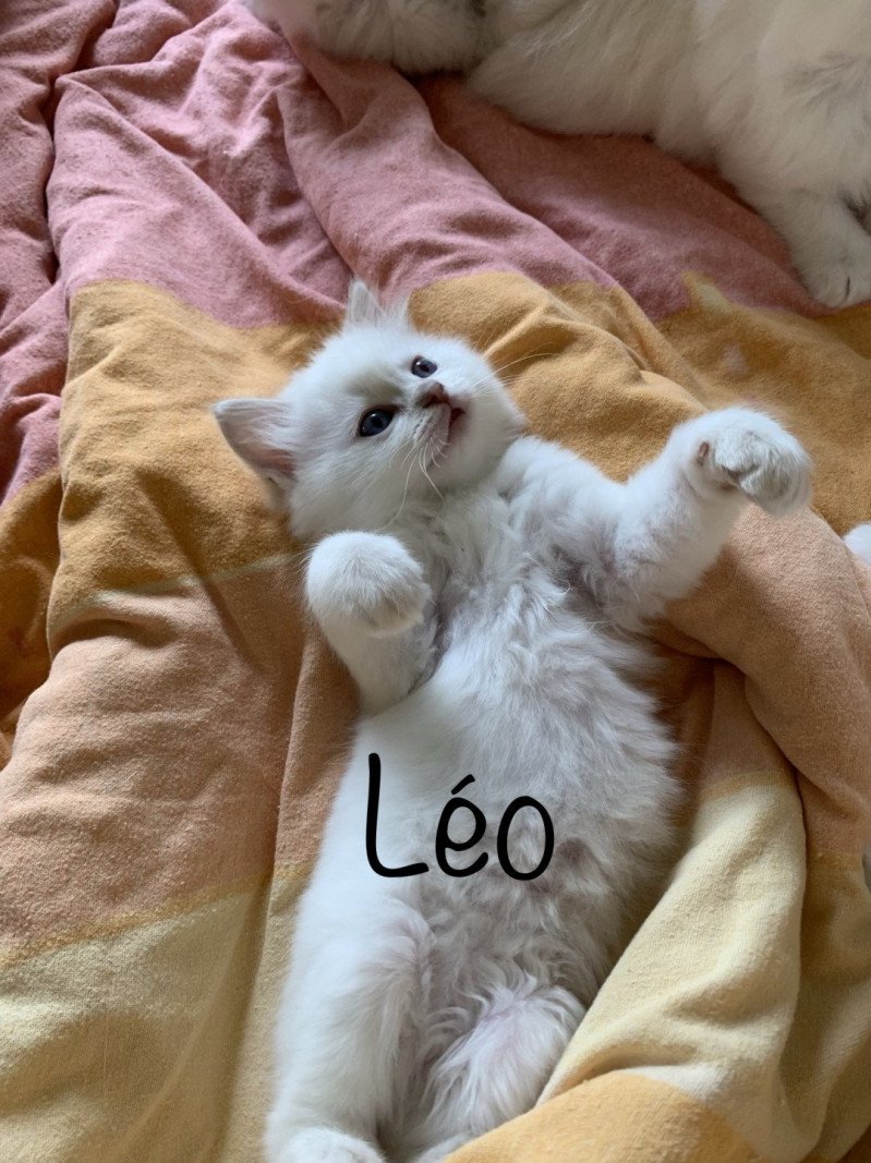 Trycoline’s Pepsy Léo Mâle Ragdoll