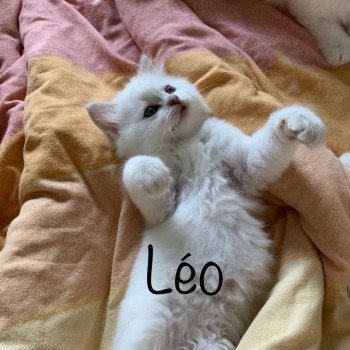 chaton d'apparence Ragdoll pepsy Léo Trycoline’s chaton d'apparence Ragdoll pepsy Léo Trycoline’s
