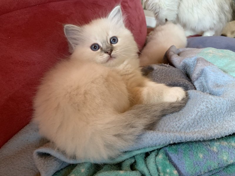 Trycoline’s Phoeby Farah Femelle Ragdoll Trycoline’s Phoeby Farah Femelle Ragdoll