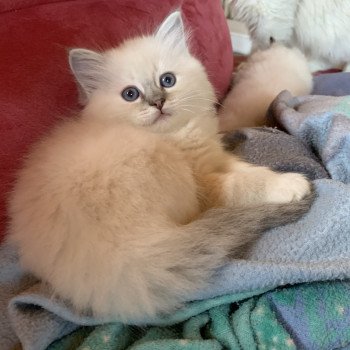 chaton d'apparence Ragdoll Phoeby Farah Trycoline’s