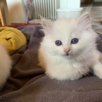 chaton d'apparence Ragdoll Piper Amalya Trycoline’s