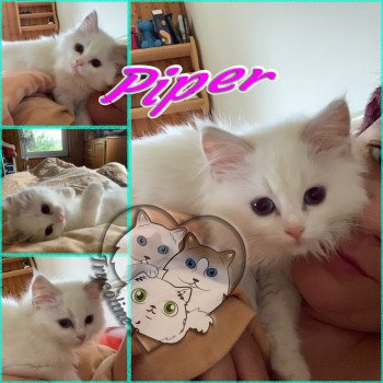 chaton Ragdoll Piper Amalya Trycoline’s