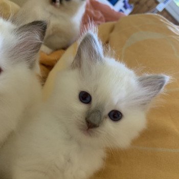 chaton Ragdoll Prudence Endjy Trycoline’s chaton Ragdoll Prudence Endjy Trycoline’s