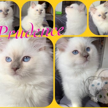 chaton Ragdoll Prudence Endjy Trycoline’s chaton Ragdoll Prudence Endjy Trycoline’s
