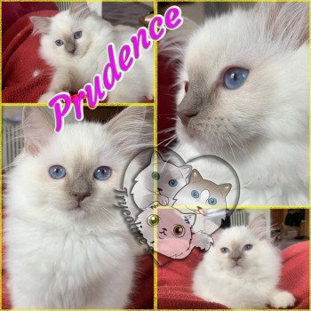 chaton Ragdoll Prudence Endjy Trycoline’s