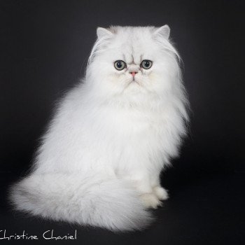 chat Persan Aslan Yori Snow Trycoline’s Persan black silver shaded