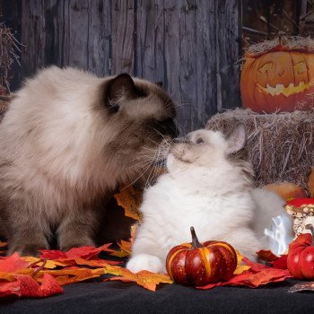 chat Ragdoll blue point mitted Adaline Trycoline’s