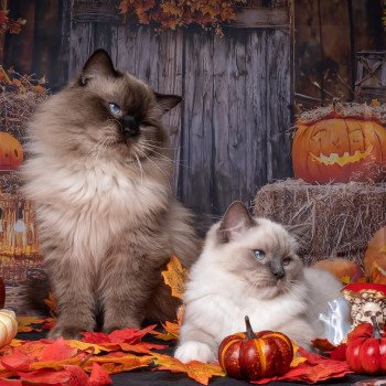 chat Ragdoll blue point mitted Adaline Trycoline’s