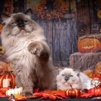 chat Ragdoll blue point mitted Adaline Trycoline’s