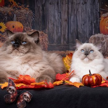 chat Ragdoll blue point mitted Adaline Trycoline’s