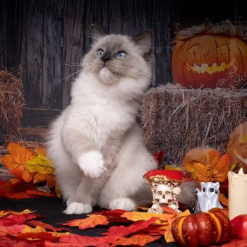 chat Ragdoll blue point mitted Adaline Trycoline’s