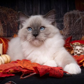 chat Ragdoll blue point mitted Adaline Trycoline’s