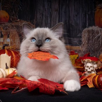 chat Ragdoll blue point mitted Adaline Trycoline’s