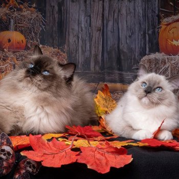chat Ragdoll blue point mitted Adaline Trycoline’s