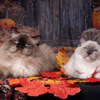 chat Ragdoll blue point mitted Adaline Trycoline’s