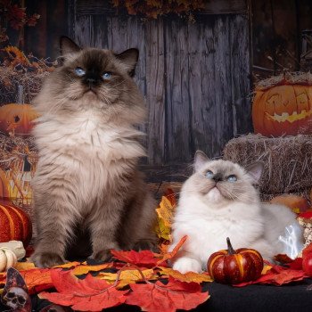 chat Ragdoll blue point mitted Adaline Trycoline’s