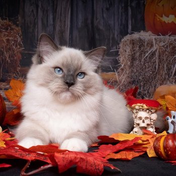 chat Ragdoll blue point mitted Adaline Trycoline’s