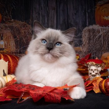 chat Ragdoll blue point mitted Adaline Trycoline’s
