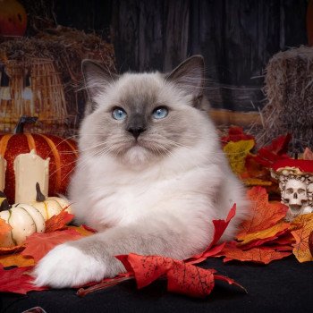 chat Ragdoll blue point mitted Adaline Trycoline’s