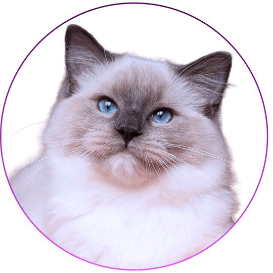 Adaline des Aristos du comtat Femelle Ragdoll