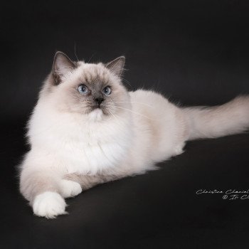 chat Ragdoll blue point mitted Adaline Trycoline’s