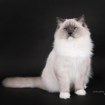 chat Ragdoll blue point mitted Adaline Trycoline’s