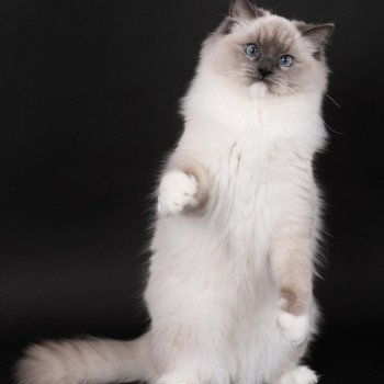 chat Ragdoll blue point mitted Adaline Trycoline’s
