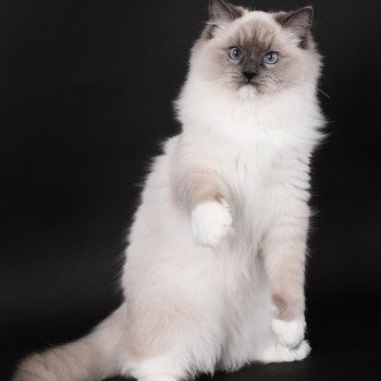 chat Ragdoll blue point mitted Adaline Trycoline’s