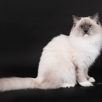 chat Ragdoll blue point mitted Adaline Trycoline’s