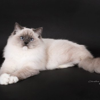 chat Ragdoll blue point mitted Adaline Trycoline’s
