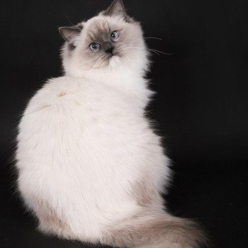 chat Ragdoll blue point mitted Adaline Trycoline’s