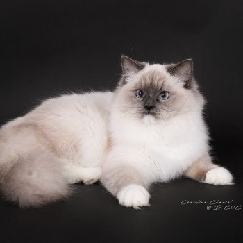 chat Ragdoll blue point mitted Adaline Trycoline’s