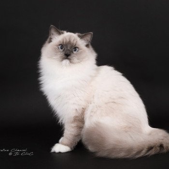 chat Ragdoll blue point mitted Adaline Trycoline’s
