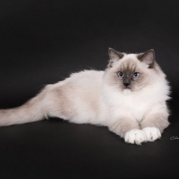 chat Ragdoll blue point mitted Adaline Trycoline’s